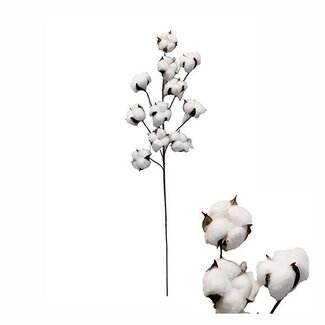HBXD Branch Cotton L70
