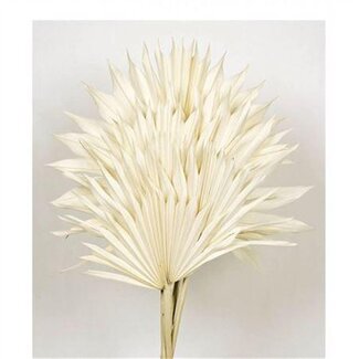 HBXD Bunch Palm Sun 6pcs