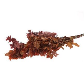 HBXD Bunch Oak Mini Pres. 150g L55