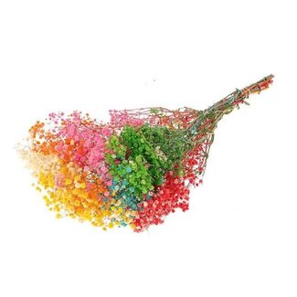 HBXD Bunch Gypsophila Pres. 240gr L70