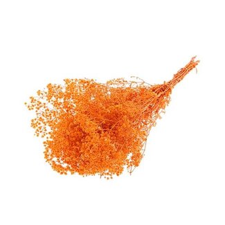 HBXD Bunch Gypsophila Pres. 240gr L70