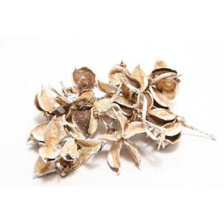 HBXD Cotton Pods 150g