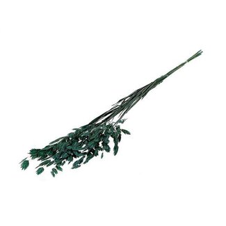 HBXD Bunch Chasmantium Pres. 80g L70