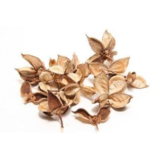 HBXD Cotton Pods 150g