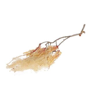HBXD Bunch Dream Grass Pres.2pcs L70