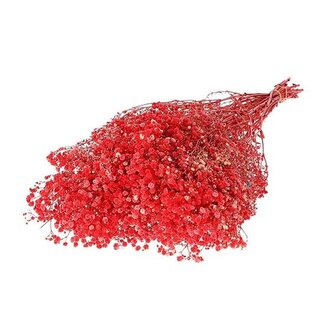 HBXD Bunch Gypsophila Pres. 240gr L70