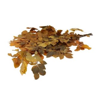 HBXD Bunch Fagus Pres. Slv 150g L80