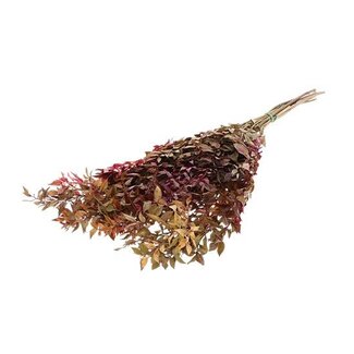 HBXD Bunch Ruscus Pres.100g L75