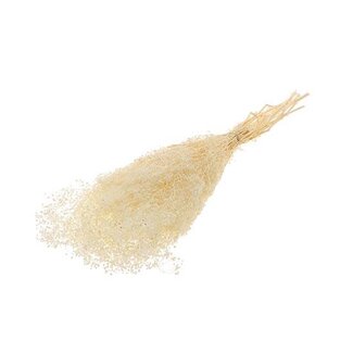HBXD Bunch Gypsophila Pres. 100g L40/50