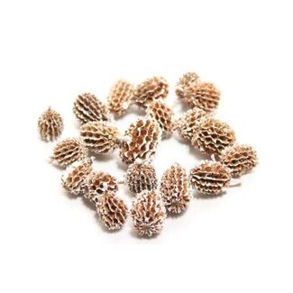 HBXD Casuarina Pods 750g