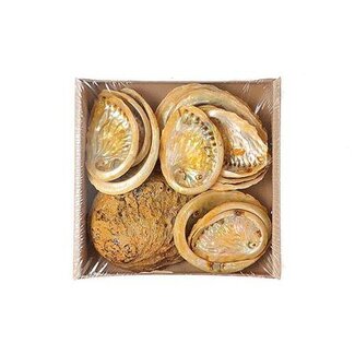 HBXD Shell Abalone 450g L19W19H5