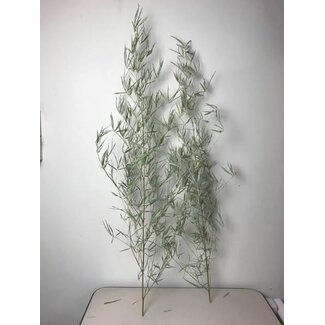 HBXD Branch Bamboo H180