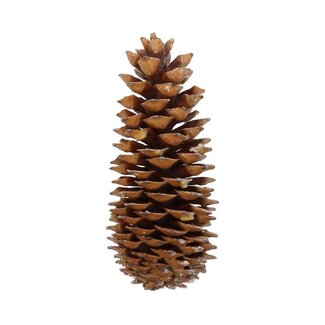 HBXD Pinecone Sugar Scented Orange Cinnamon Slv L35