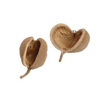 HBXD Buddha Nuts