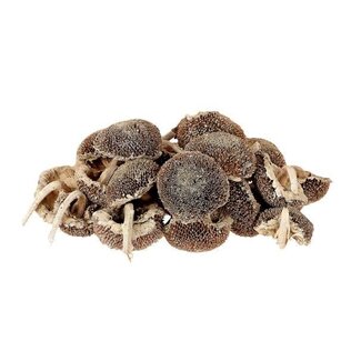 HBXD Heads Sunflower 25pcs