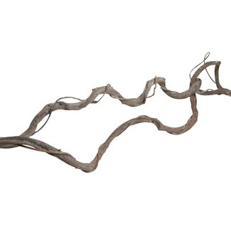 HBXD Branch Crazyvine Wrapped L180