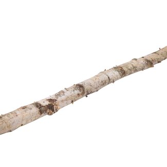 HBXD Branch Birch L200 D6/8