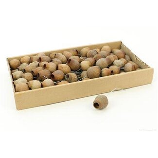 HBXD Stem Bellgums 100 Pcs