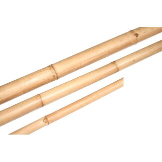 HBXD Branch Bamboo L210D4
