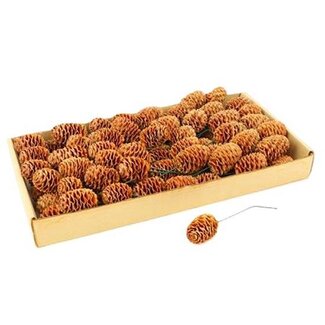 HBXD Stem Sabulosum 80 Pcs