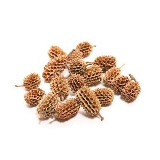 HBXD Casuarina Pods 750g