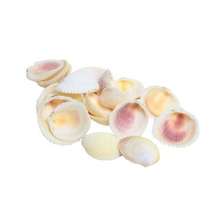 HBXD Shell Cardium 500g