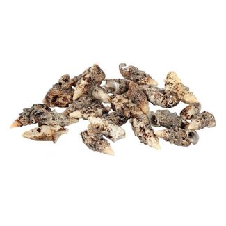 HBXD Shell Cerethium 500g