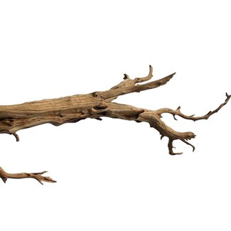 HBXD Branch Ghostwood H150