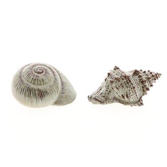 HBXD Shell Coast 2Ass L18W11.5H19.5