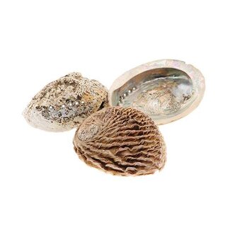 HBXD Shell Abalone 14/16cm 3pcs