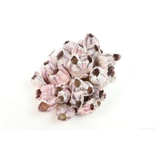 HBXD Shell Barnacles 17/20cm