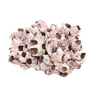 HBXD Shell Barnacles 25/30cm
