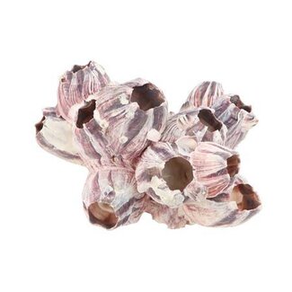 HBXD Shell Barnacles 7/12cm