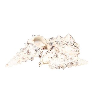 HBXD Shell Cerethium 500g