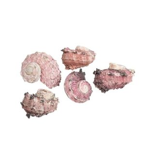 HBXD Shell Delphinula 500g