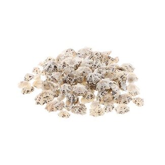 HBXD Shell Haliotis Pulcherima 500g