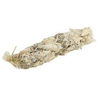 HBXD Shell Cerethium Nodolosum L30