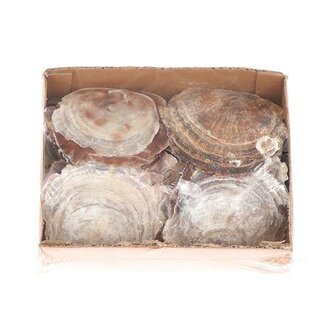 HBXD Shell Placuna Baliad L20W15H6
