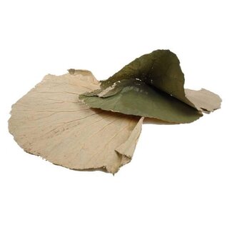 HBXD Leaf Lotus L50W30 10pcs