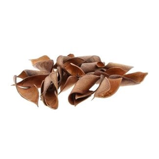 HBXD Brownie Curved 50g L8W7H12
