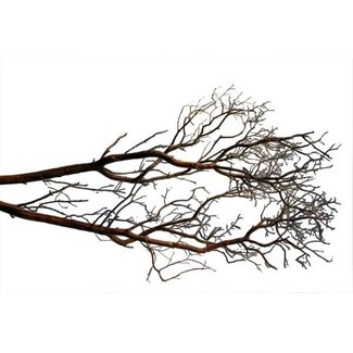 HBXD Branch Manzanita H90