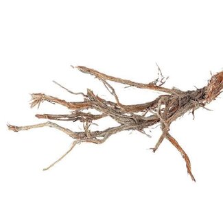 HBXD Branch Ghostwood H120