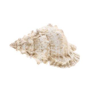 HBXD Seashell Ocean L12.5W12.5H24