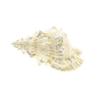 HBXD Seashell Ocean L12.5W12.5H24
