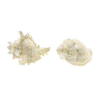 HBXD Seashell Ocean 2Ass L11W11H15