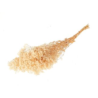 HBXD Bunch Gypsophila Pres.100gr L70