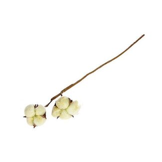 HBXD Stem Cotton 2 Heads L50