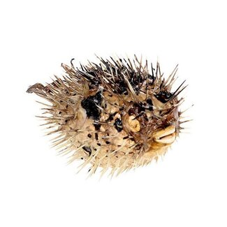 HBXD Fish Porcupine D17