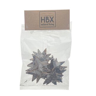 HBXD Star Birch Deco 12pcs L5W5H0.2