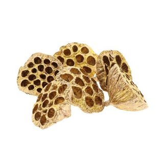 HBXD Lotus Large Glitter 8/10cm 6pc